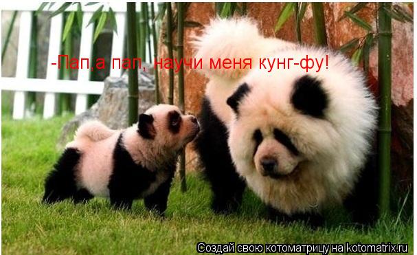 -Пап,а пап, научи меня кунг-фу! -Пап,а пап, научи меня кунг-фу!... Котоматрица: -Пап,а пап, научи меня кунг-фу! -Пап,а пап, научи меня кунг-фу!