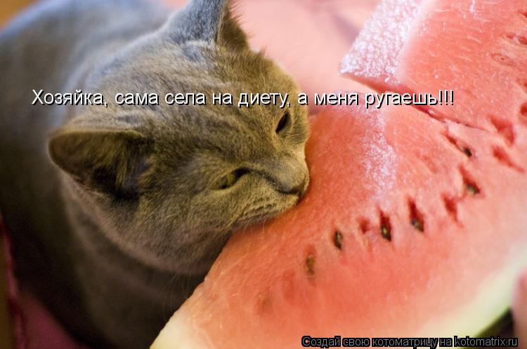 Хозяйка, сама села на диету, а меня ругаешь!!!... Котоматрица: Хозяйка, сама села на диету, а меня ругаешь!!!