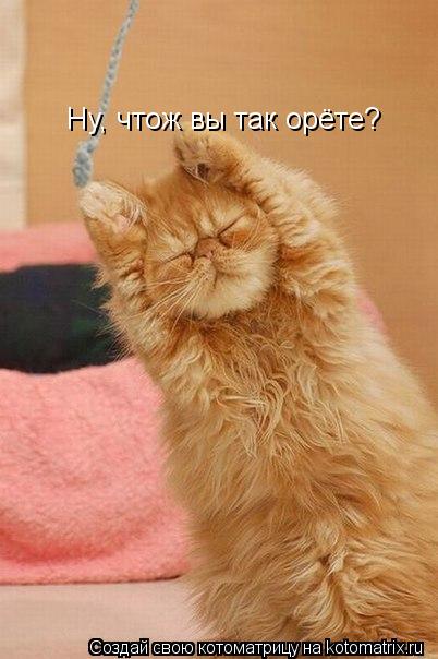 Ну, чтож вы так орёте?... Котоматрица: Ну, чтож вы так орёте?