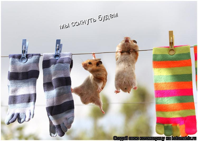 мы сохнуть будем... Котоматрица: мы сохнуть будем