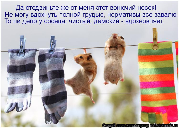 Да отодвиньте же от меня этот вонючий носок! Не могу вдохнуть полной грудью, нормативы все завалю. То... Котоматрица: Да отодвиньте же от меня этот вонючий носок! Не могу вдохнуть полной грудью, нормативы все завалю. То ли дело у соседа; чистый, дамский - вдох