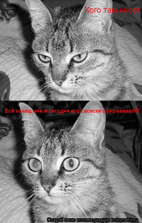 Кого там несёт Всё конец мне я сегодня его сасиски сожрааааал!!!... Котоматрица: Кого там несёт Всё конец мне я сегодня его сасиски сожрааааал!!!