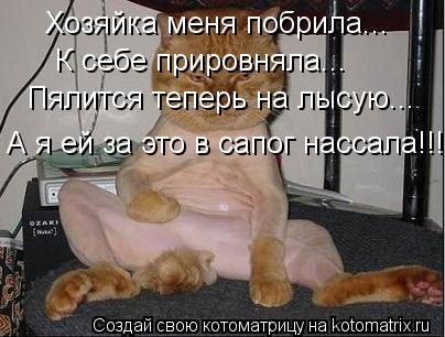 Хозяйка меня побрила... К себе прировняла... Пялится теперь на лысую... А я ей за это в сапог нассала... Котоматрица: Хозяйка меня побрила... К себе прировняла... Пялится теперь на лысую... А я ей за это в сапог нассала!!!!