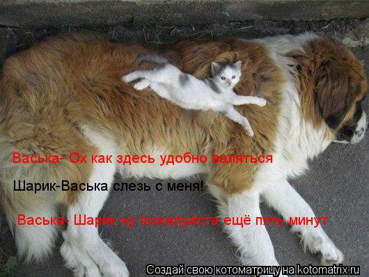 Васька- Ох как здесь удобно валяться правда же шарик .Шарик-Васька слезь с меня! Васька- Шарик ну пож... Котоматрица: Васька- Ох как здесь удобно валяться правда же шарик .Шарик-Васька слезь с меня! Васька- Шарик ну пожалуйста ещё пять минут Васька- Ох как зде