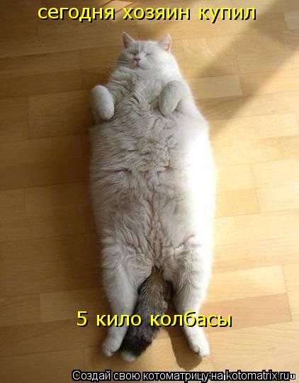сегодня хозяин купил 5 кило колбасы... Котоматрица: сегодня хозяин купил 5 кило колбасы