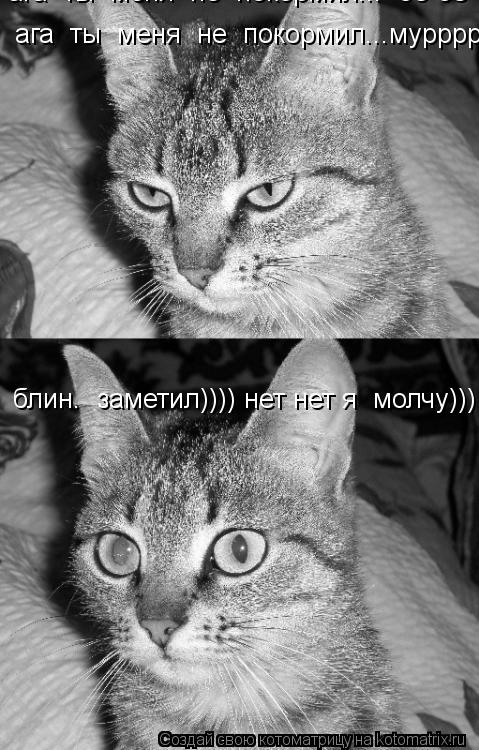 ага ты меня не покормил... бе-бе-бе ага ты меня не покормил...муррррр блин. заметил)))) нет... Котоматрица: ага ты меня не покормил... бе-бе-бе ага ты меня не покормил...муррррр блин. заметил)))) нет нет я молчу)))