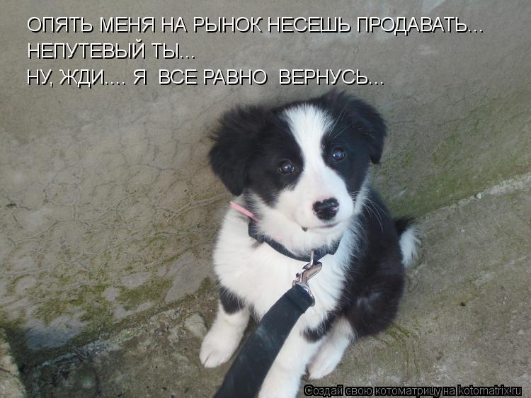 ОПЯТЬ МЕНЯ НА РЫНОК НЕСЕШЬ ПРОДАВАТЬ... НЕПУТЕВЫЙ ТЫ... НУ, ЖДИ.... Я ВСЕ РАВНО ВЕРНУСЬ...... Котоматрица: ОПЯТЬ МЕНЯ НА РЫНОК НЕСЕШЬ ПРОДАВАТЬ... НЕПУТЕВЫЙ ТЫ... НУ, ЖДИ.... Я ВСЕ РАВНО ВЕРНУСЬ...