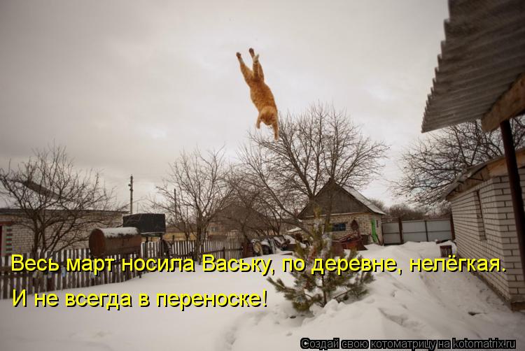 Весь март носила Ваську, по деревне, нелёгкая. И не всегда в переноске!... Котоматрица: Весь март носила Ваську, по деревне, нелёгкая. И не всегда в переноске!