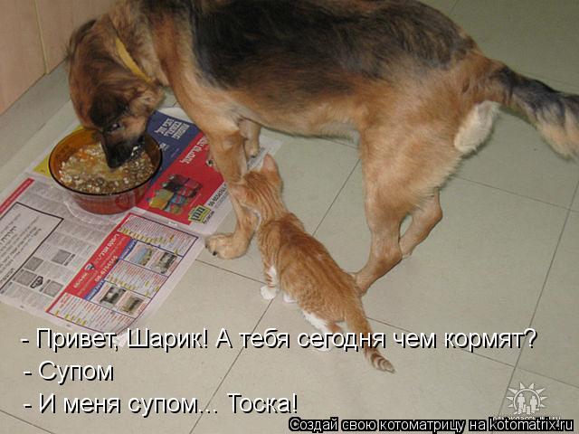 - Привет, Шарик! А тебя сегодня чем кормят? - Супом - И меня супом... Тоска!... Котоматрица: - Привет, Шарик! А тебя сегодня чем кормят? - Супом - И меня супом... Тоска!
