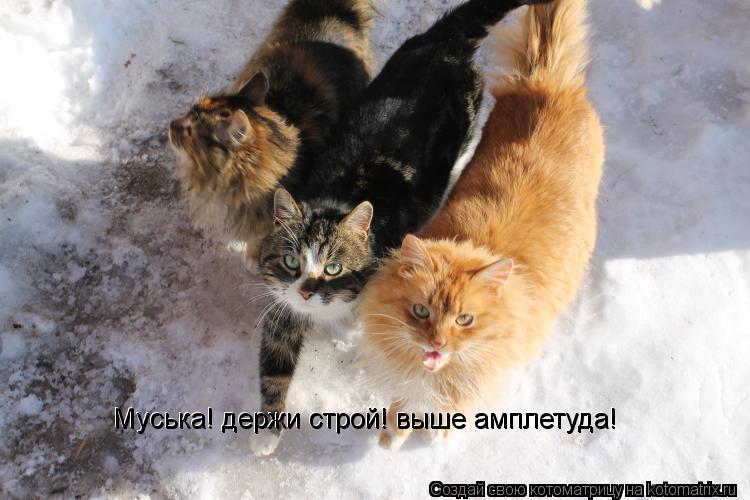Муська! держи строй! выше амплетуда! Муська! держи строй! выше амплетуда!... Котоматрица: Муська! держи строй! выше амплетуда! Муська! держи строй! выше амплетуда!