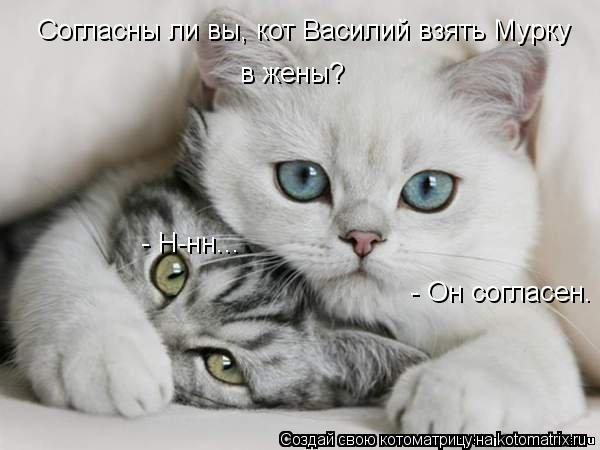 Согласны ли вы, кот Василий взять Мурку в жены? - Н-нн... - Он согласен.... Котоматрица: Согласны ли вы, кот Василий взять Мурку в жены? - Н-нн... - Он согласен.