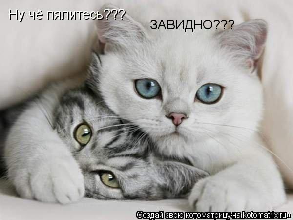 Ну чё пялитесь??? ЗАВИДНО??? ЗАВИДНО???... Котоматрица: Ну чё пялитесь??? ЗАВИДНО??? ЗАВИДНО???