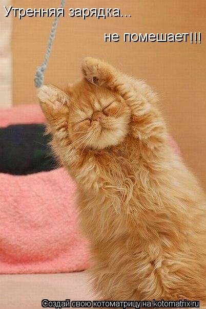 Утренняя зарядка... Утренняя зарядка... не помешает !!!... Котоматрица: Утренняя зарядка... Утренняя зарядка... не помешает !!!