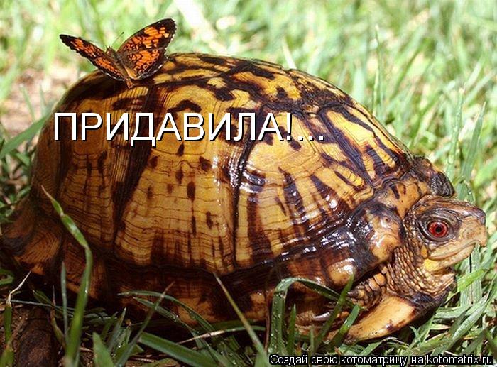 ПРИДАВИЛА!...... Котоматрица: ПРИДАВИЛА!...