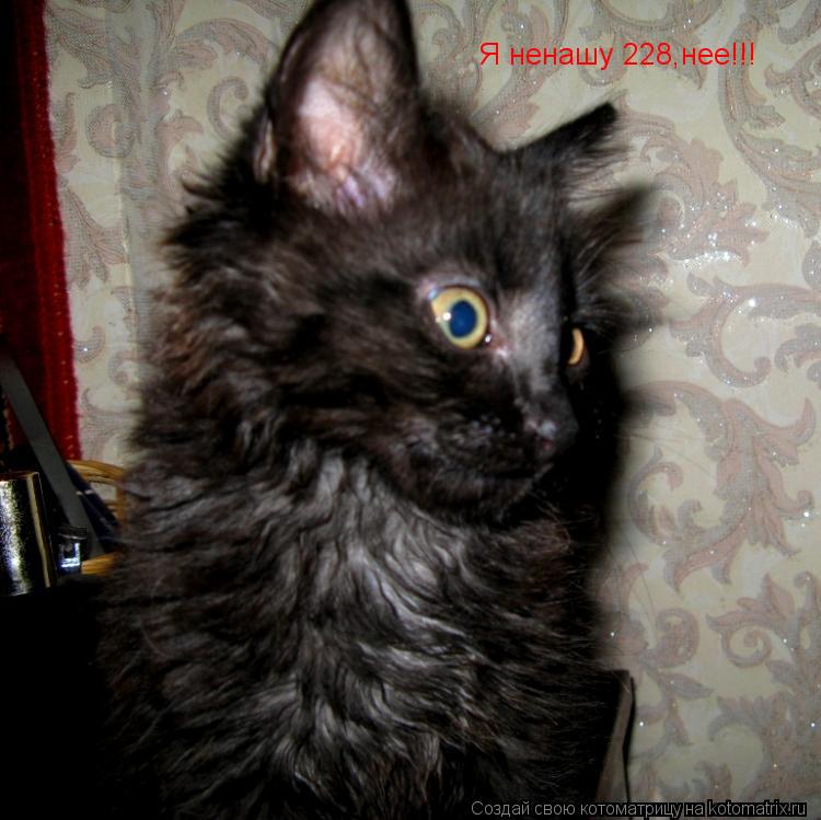 Я ненашу 228,нее!!! Я ненашу 228,нее!!!... Котоматрица: Я ненашу 228,нее!!! Я ненашу 228,нее!!!
