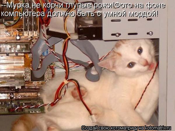--Мурка,не корчи глупые рожи!Фото на фоне компьютера должно быть с умной мордой!... Котоматрица: --Мурка,не корчи глупые рожи!Фото на фоне компьютера должно быть с умной мордой!
