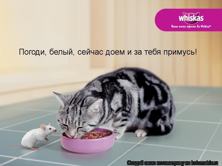 Погоди, белый, сейчас доем и за тебя примусь!... Котоматрица: Погоди, белый, сейчас доем и за тебя примусь!
