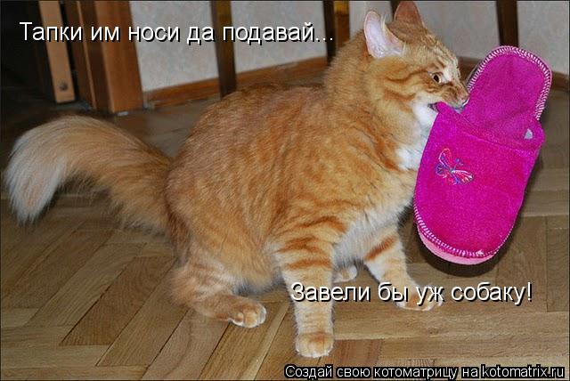 Тапки им носи да подавай... Завели бы уж собаку!... Котоматрица: Тапки им носи да подавай... Завели бы уж собаку!