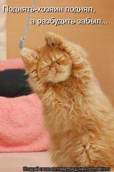 Поднять-хозяин поднял, а разбудить забыл...... Котоматрица: Поднять-хозяин поднял, а разбудить забыл...