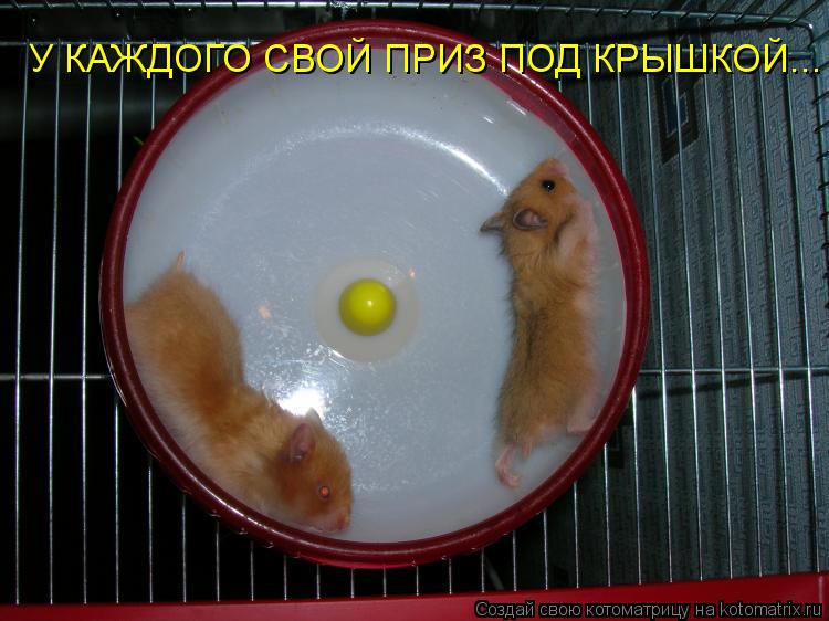 У КАЖДОГО СВОЙ ПРИЗ ПОД КРЫШКОЙ...... Котоматрица: У КАЖДОГО СВОЙ ПРИЗ ПОД КРЫШКОЙ...