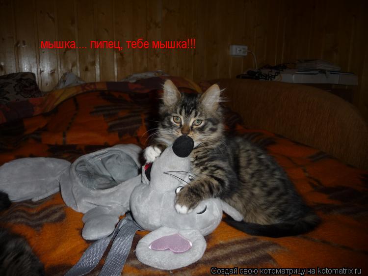 мышка.... пипец, тебе мышка!!!... Котоматрица: мышка.... пипец, тебе мышка!!!