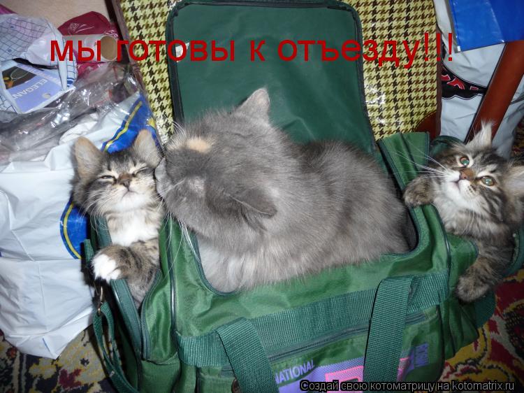 мы готовы к отъезду!!!... Котоматрица: мы готовы к отъезду!!!
