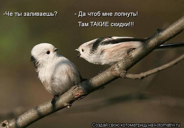 -Че ты заливаешь? - Да чтоб мне лопнуть! Там ТАКИЕ скидки!!!... Котоматрица: -Че ты заливаешь? - Да чтоб мне лопнуть! Там ТАКИЕ скидки!!!