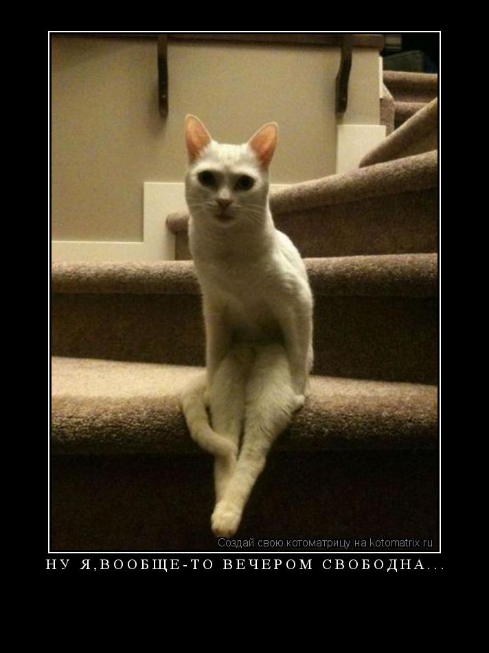 НУ Я,ВООБЩЕ-ТО ВЕЧЕРОМ СВОБОДНА... ... Котоматрица: НУ Я,ВООБЩЕ-ТО ВЕЧЕРОМ СВОБОДНА...