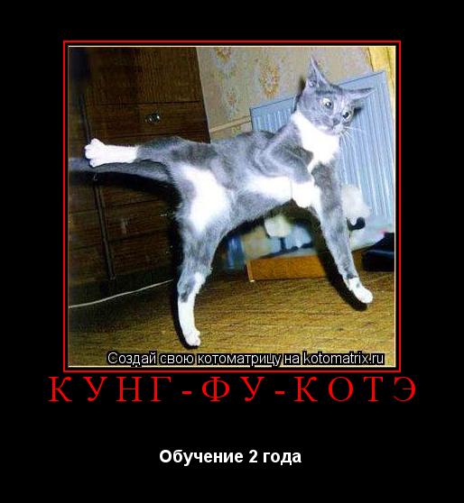 Котоматрица: Кунг-Фу-Котэ Обучение 2 года 