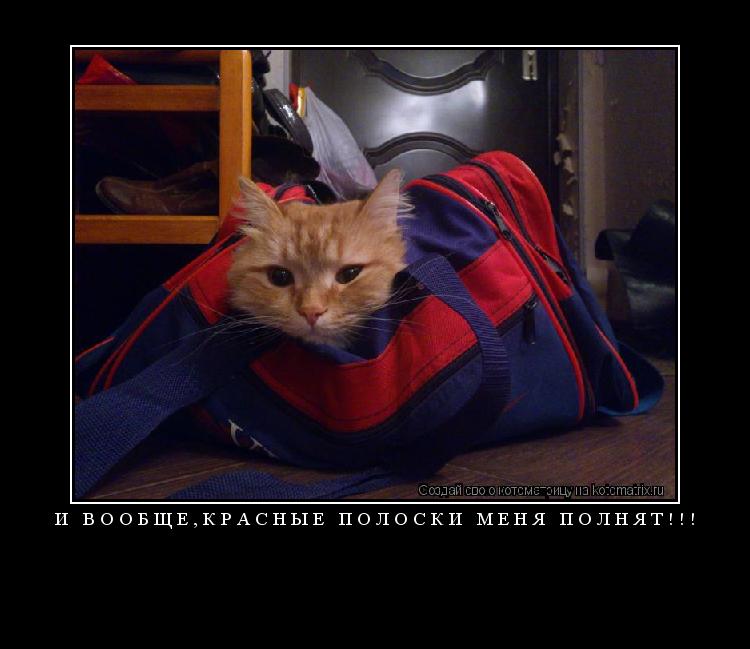 И вообще,красные полоски меня полнят!!! ... Котоматрица: И вообще,красные полоски меня полнят!!!
