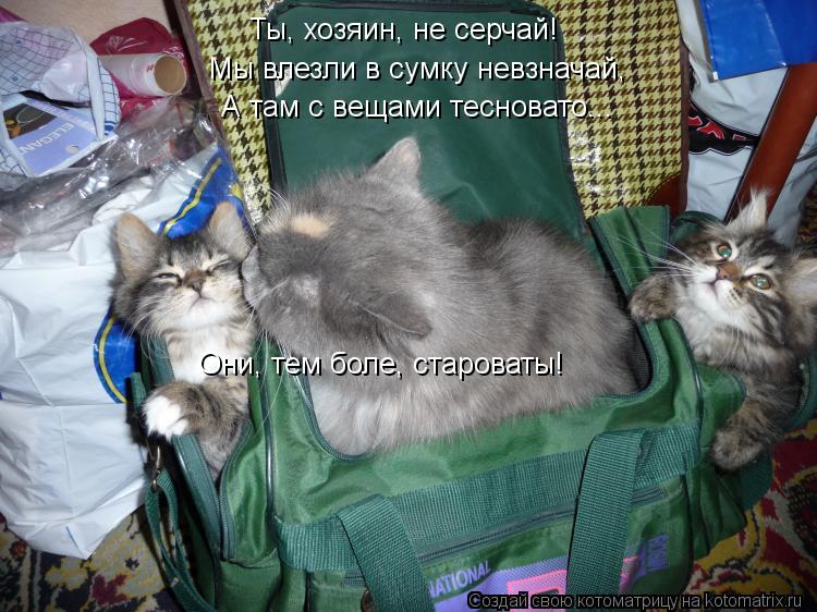 Ты, хозяин, не серчай! Мы влезли в сумку невзначай, А там с вещами тесновато... Они, тем боле, старов... Котоматрица: Ты, хозяин, не серчай! Мы влезли в сумку невзначай, А там с вещами тесновато... Они, тем боле, староваты!