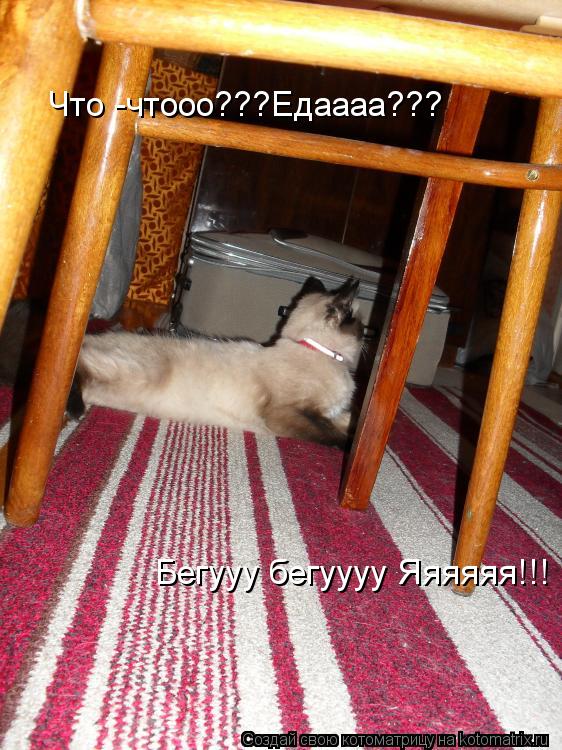 Что -чтооо???Едаааа??? Бегууу бегуууу Яяяяяя!!!... Котоматрица: Что -чтооо???Едаааа??? Бегууу бегуууу Яяяяяя!!!
