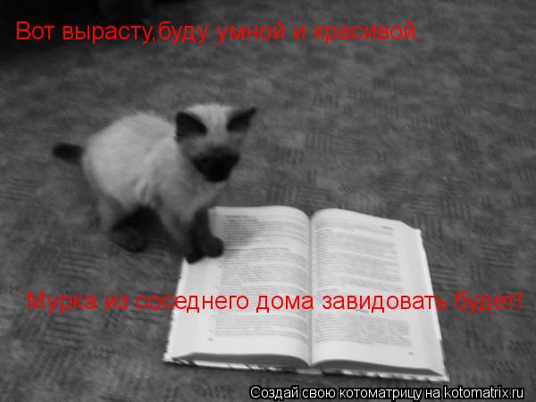Вот вырасту,буду умной и красивой. Мурка из соседнего дома завидовать будет!... Котоматрица: Вот вырасту,буду умной и красивой. Мурка из соседнего дома завидовать будет!