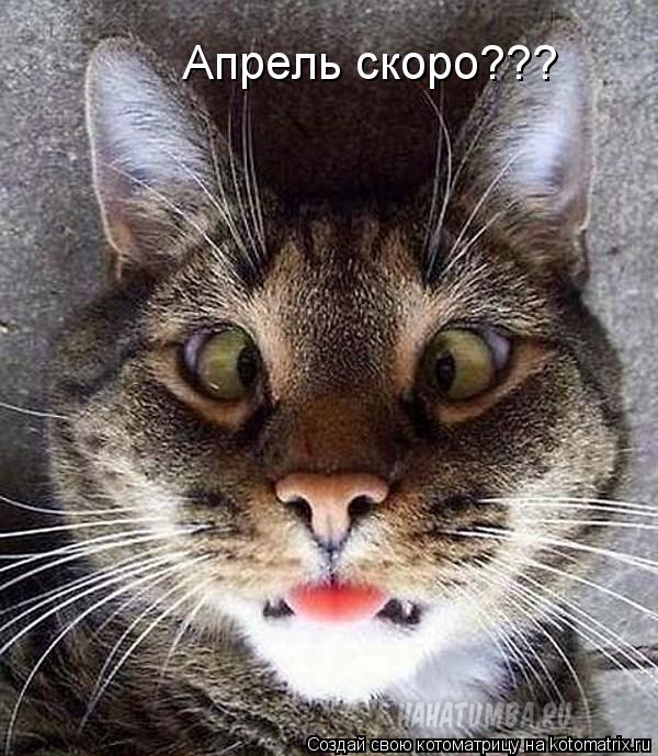 Апрель скоро???... Котоматрица: Апрель скоро???