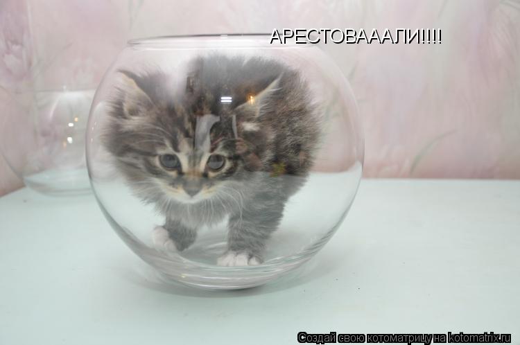 АРЕСТОВАААЛИ!!!!... Котоматрица: АРЕСТОВАААЛИ!!!!