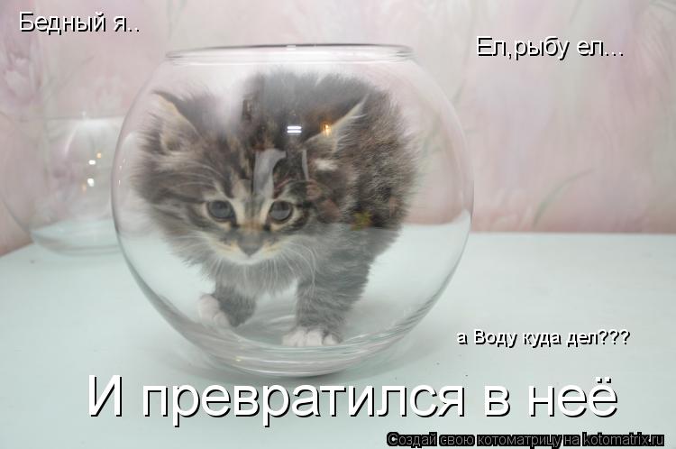 Бедный я.. Бедный я.. Ел,рыбу ел... И превратился в неё а Воду куда дел???... Котоматрица: Бедный я.. Бедный я.. Ел,рыбу ел... И превратился в неё а Воду куда дел???