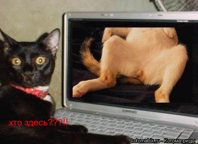 хто здесь???!!... Котоматрица: хто здесь???!!