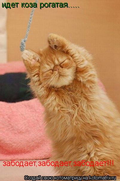 идет коза рогатая..... забодает,забодает,забодает!!!... Котоматрица: идет коза рогатая..... забодает,забодает,забодает!!!