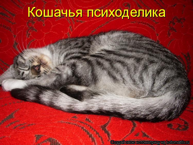 Кошачья психоделика... Котоматрица: Кошачья психоделика