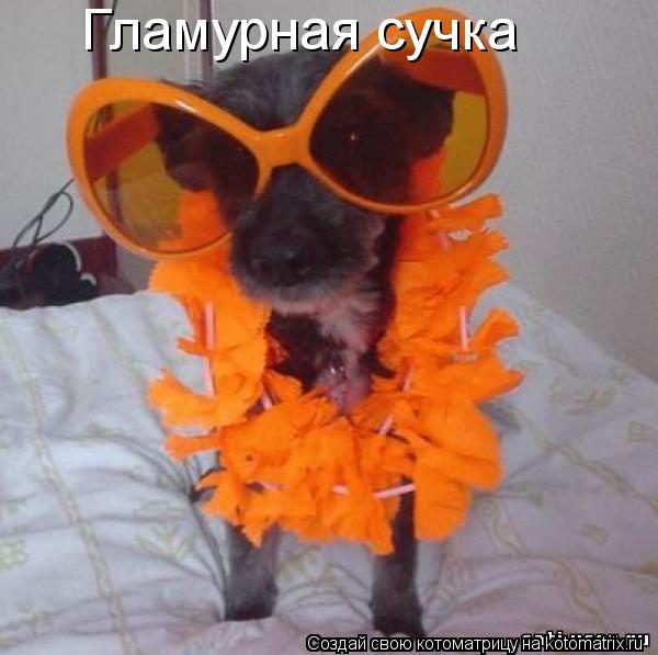 Гламурная сучка... Котоматрица: Гламурная сучка