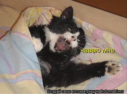 чаааю мне... Котоматрица: чаааю мне