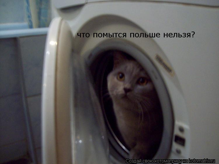 что помытся польше нельзя?... Котоматрица: что помытся польше нельзя?
