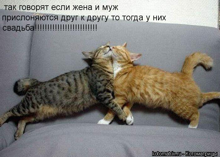 так говорят если жена и муж прислоняются друг к другу то тогда у них свадьба!!!!!!!!!!!!!!!!!!!!!!!!... Котоматрица: так говорят если жена и муж прислоняются друг к другу то тогда у них свадьба!!!!!!!!!!!!!!!!!!!!!!!!!