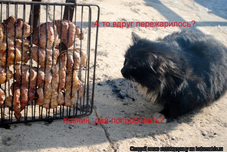 Хозяин, дай попробовать? А то вдруг пережарилось?... Котоматрица: Хозяин, дай попробовать? А то вдруг пережарилось?