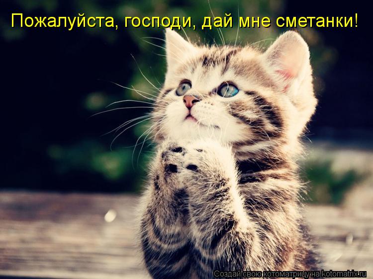 Пожалуйста, господи, дай мне сметанки!... Котоматрица: Пожалуйста, господи, дай мне сметанки!