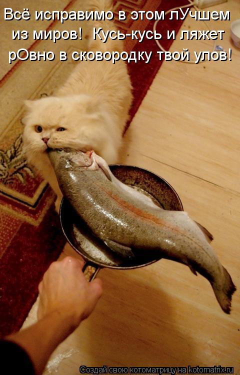Всё исправимо в этом лУчшем из миров! Кусь-кусь и ляжет рОвно в сковородку твой улов!... Котоматрица: Всё исправимо в этом лУчшем из миров! Кусь-кусь и ляжет рОвно в сковородку твой улов!