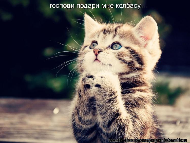 господи подари мне колбасу....... Котоматрица: господи подари мне колбасу....