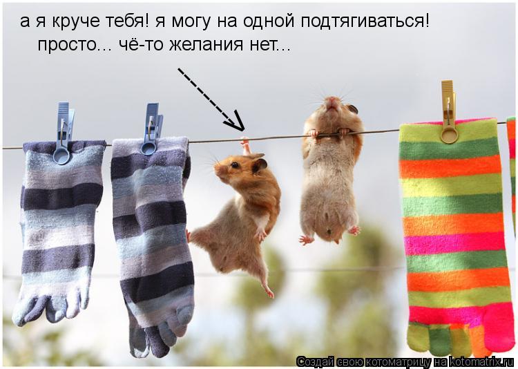 а я круче тебя! я могу на одной подтягиваться! просто... чё-то желания нет... --------- V... Котоматрица: а я круче тебя! я могу на одной подтягиваться! просто... чё-то желания нет... --------- V