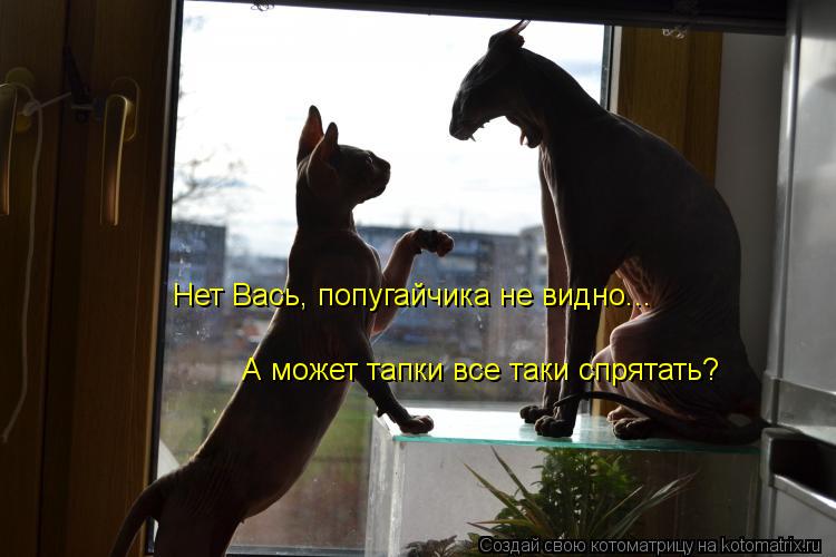 Нет Вась, попугайчика не видно... А может тапки все таки спрятать?... Котоматрица: Нет Вась, попугайчика не видно... А может тапки все таки спрятать?