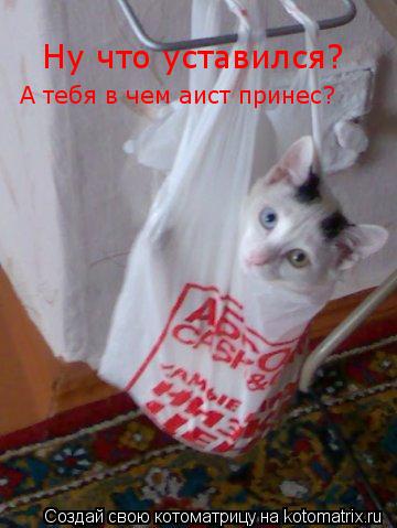 Ну что уставился? А тебя в чем аист принес?... Котоматрица: Ну что уставился? А тебя в чем аист принес?